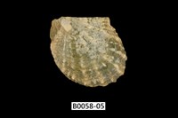 藏品(白珍珠蛤)的圖片